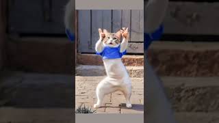 Denjer Cat Dance cute funny catvideos cutecat comedy catlover dance ytshorts [upl. by Yehudit]