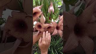 Stapelia gigantea succulent flowers plants trending garden [upl. by Eoj]