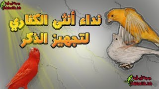 افضل نداء وصوت انثى الكناري لتحفيز الذكور femlle canari [upl. by Rehnberg]