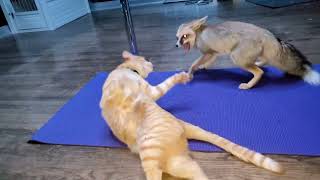 Cat and fox do yoga togethersort of [upl. by Cherie933]