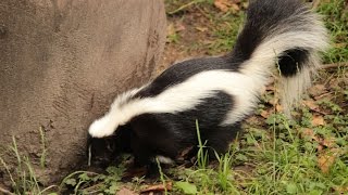 Gestreepte stinkdieren  Striped Skunks ZOO Antwerpen [upl. by Healy]