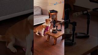 A cat singer is try to sing a mesmerizing music foryou entertainment catmusic cat shortsfeed [upl. by Nnazus]