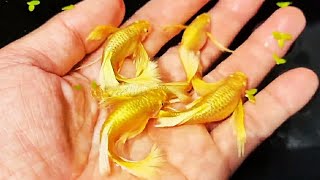 How to Breeding Guppy Fish so that they Give Birth Quickly and Reproduce [upl. by Peppard125]