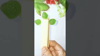 Milky bar  fruit stones virsion popsicle candy [upl. by Nidnerb]