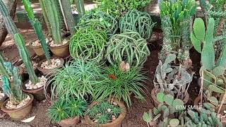 Cactus Plants I Lalbagh Nursery I Lalbagh Botanical Garden I Bengaluru [upl. by Trevar]