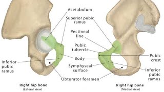 Pubis Bone by Mohammad Yasir [upl. by Joannes]