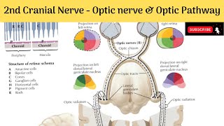 II Cranial Nerve  Optic Nerve  Formation Relations  Optic Pathway  Clinical Anatomy [upl. by Anema734]