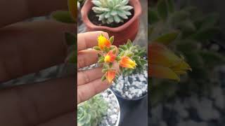 Echeveria lola lilacina tippy and mexican fire cracker succulents [upl. by Annodam]