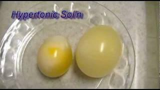 Egg Osmosis Hypertonic vs Hypotonic Solution [upl. by Ticknor62]