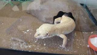 Leopard Gecko vs 4 Superworms and one Albino Superworm [upl. by Salli700]