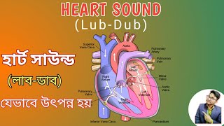 LubDub Heart Sound Of Human [upl. by Koah]