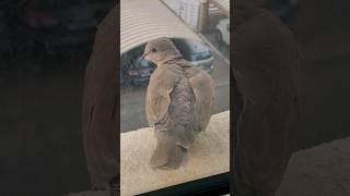 Closer look collared dove [upl. by Merissa]