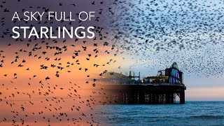 Stunning Starling Murmuration in Brighton UK  Wildlife Photography Vlog With the Canon R6 Mark II [upl. by Adnohsat233]