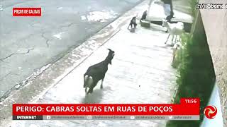 Cabras soltas em Poços de Caldas [upl. by Elmajian]