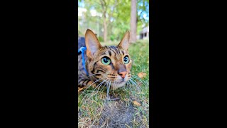 Cats dilate their pupils fully when preparing to hunt despite steady levels of light [upl. by Chevy]