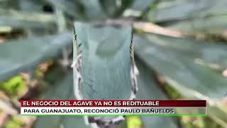 El negocio del agave ya no es redituable para Guanajuato [upl. by Thagard616]