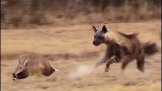 Aardvark Anteater Tries to Outrun Hyena in an Epic Chase [upl. by Oivalf]