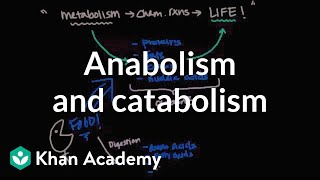 Overview of metabolism Anabolism and catabolism  Biomolecules  MCAT  Khan Academy [upl. by Secunda798]