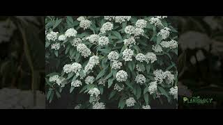 Leatherleaf Viburnum [upl. by Ebag]