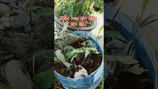 Cây mai vàng lên lộc u bứu độc lạ bình dương 🥰🥰🥰🥰 shortvideo [upl. by Mari]