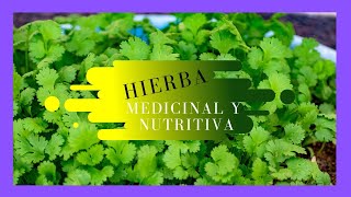 🔴 ESTA es la HIERBA MÁS UTILIZADA del MUNDO🔴 👉MEDICINAL y NUTRITIVA [upl. by Barry]