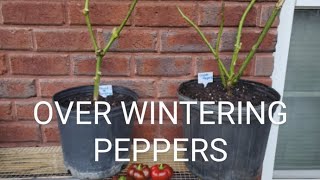 OVER WINTERING PEPPERS IN FALL [upl. by Nim433]