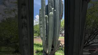 Mexican Fence Post Cactus  Pachycereus Marginatus   Shorts  Cool Places [upl. by Nilak]