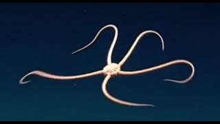 Facts The Brittle Star [upl. by Olaznog]