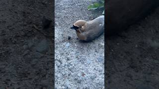 Cedar waxwing chilling nature outdoors wildlife waxwing bird birdlovers wildbirds wildpets [upl. by Jaella]