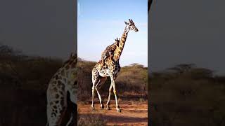 Adorable Baby Giraffe Rides on Mama Giraffe  🦒 A Heart warming Safari Moment  Wildlife Animals [upl. by Adamson]