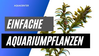 Einfache Pflanzen für dein Aquarium  Ohne co2 Ohne Düngung [upl. by Macur]