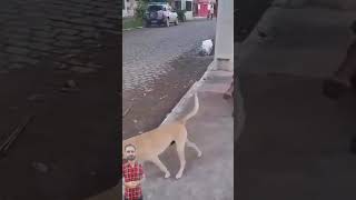 Unbelievable Abandoned Dogs love for his homeless owner adopteddog helpdogrescues doglover [upl. by Delia109]