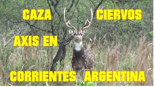 CAZA CIERVOS AXIS CORRIENTES ARGENTINA [upl. by Earehs]