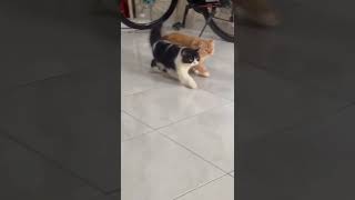 Sang preman Datang  Kucing lucu [upl. by Dadivitan310]