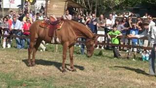 Sara il cavallo parlante alla fiera Agrozootecnica di Massarosa [upl. by Gaiser112]