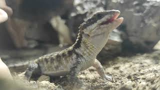 Cordylus tropidosternum  Tropical Girdled Lizard Feeding [upl. by Ellerad]