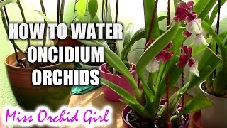 How to water Oncidium orchids  tips for a healthy orchid [upl. by Cottrell]