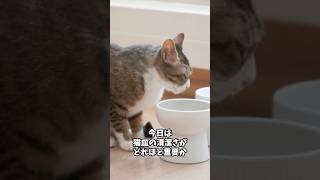 猫の健康第一！お皿のぬめり解消法で清潔を保つポイント 猫のいる暮らし catcare 猫好きさんと繋がりたい [upl. by Ibok]