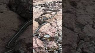 blackneck garter snake [upl. by Trembly633]