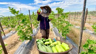 How Farmers Daughters Work [upl. by Limbert]