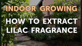 How to Extract Lilac Fragrance [upl. by Annol]