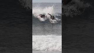 Paddle Battle To Nowhere surfersofbali balibeach surfing [upl. by Irby963]