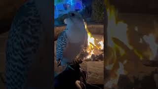 Gyrfalcon enjoying the fire falconry [upl. by Muriah256]