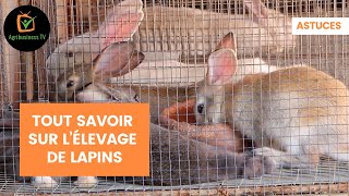 Astuces  Tout savoir sur l’élevage de lapins [upl. by Outhe]