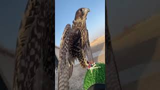 Beautiful Falcon practice on lure sakerfalcon birdslover falconery desertlife falconrylife [upl. by Silisav]