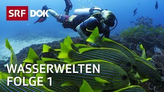 Tauchen in Indonesien auf den Seychellen in Grönland amp der Schweiz  Wasserwelten 14  SRF Dok [upl. by Lekim197]