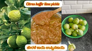 Citrus kaffir limepickle  ಹೇರಳೆ ಕಾಯಿ ಉಪ್ಪಿನಕಾಯಿ ಯೆಳ್ಳಿಕಾಯಿ ಉಪ್ಪಿನಕಾಯಿ homemadepickle pickels [upl. by Ylrebmyk539]