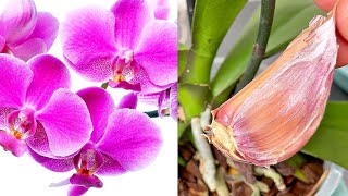 Nur 1 Knoblauchzehe Und die Orchidee wird ununterbrochen blühen [upl. by Nemzaj]