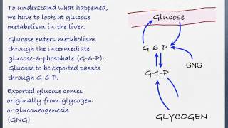 GlucagonInsulinControlFeb172 [upl. by Ailina]