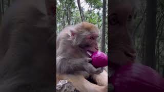 Monkey eats onion  Maymun soğan yiyor [upl. by Naneek]